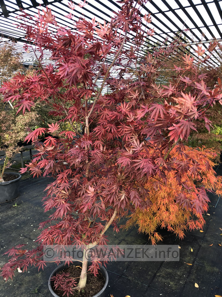 Acer shirasawanum Yasemin - Herbst 03.JPG